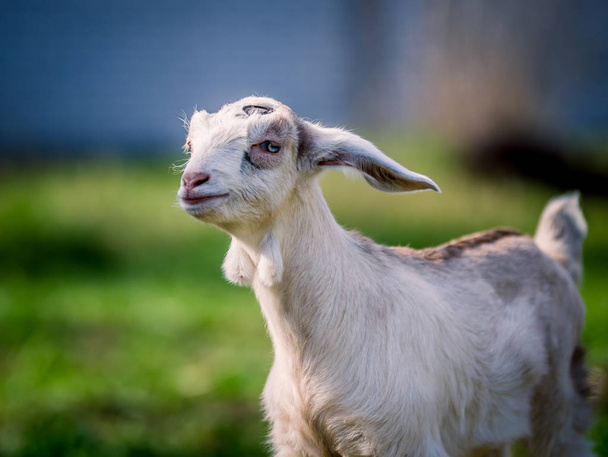 Красива маленька коза з блакитними очима позує на портрет
 - Фото, зображення