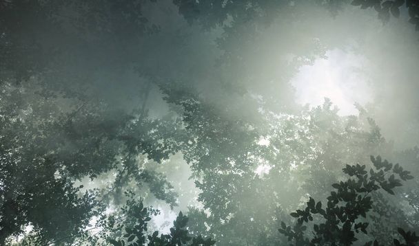 The rays of the morning sun seep through the trees and fog - Fotó, kép