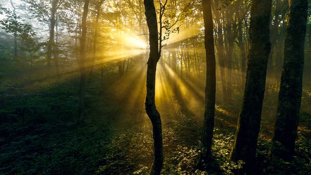 The rays of the morning sun seep through the trees and fog - Foto, afbeelding