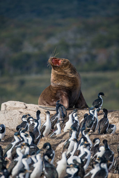 Big fur sea lion surrounded by cormorants on Beagle Channel, Pat - Photo, Image