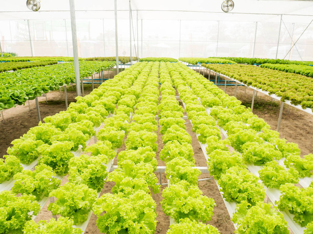 System hydroponicznych warzyw w szklarni - Zdjęcie, obraz