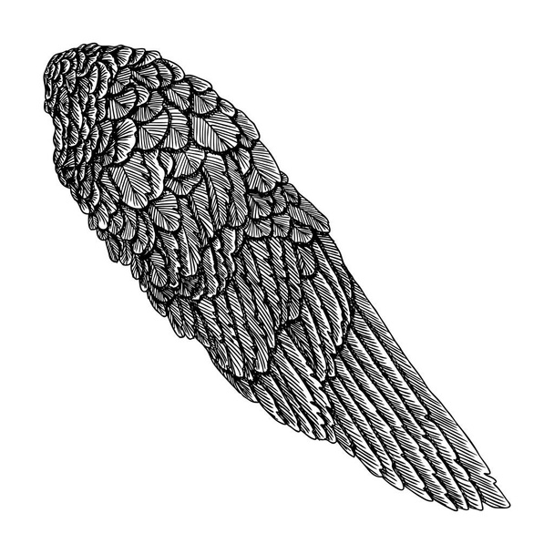Angel Wings sketch - Vector, Image