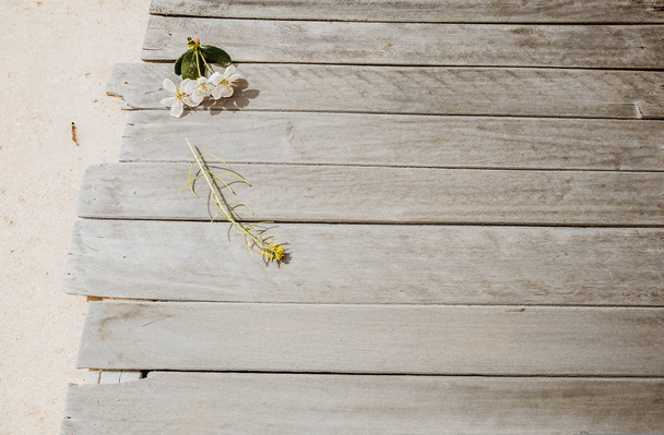 Spring blossom on wood background - Foto, afbeelding
