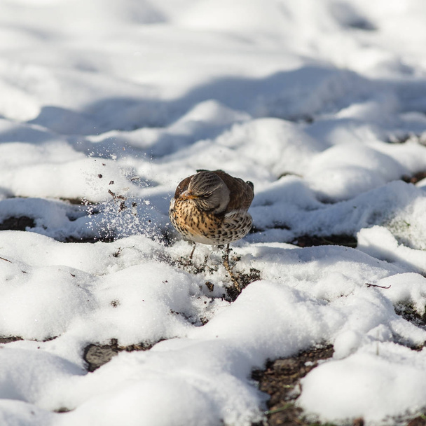 fieldfare is looking for food - Photo, Image