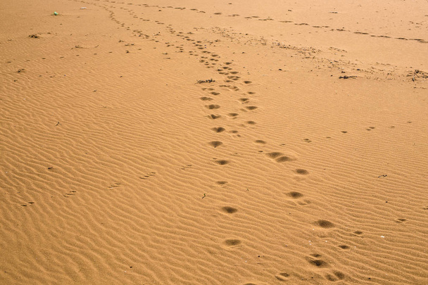Ίχνη ζώων στην άμμο - Φωτογραφία, εικόνα