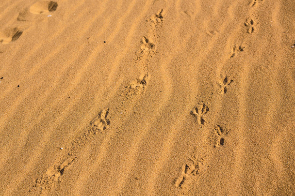 Ptaki ślady na piasku beach w słoneczny dzień - Zdjęcie, obraz