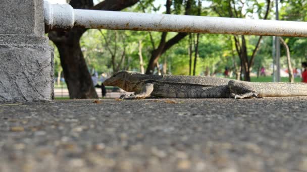 lizard(Varanus salvator) οθόνη νερό στο πάρκο Λουμπινι, Μπανγκόκ - Πλάνα, βίντεο