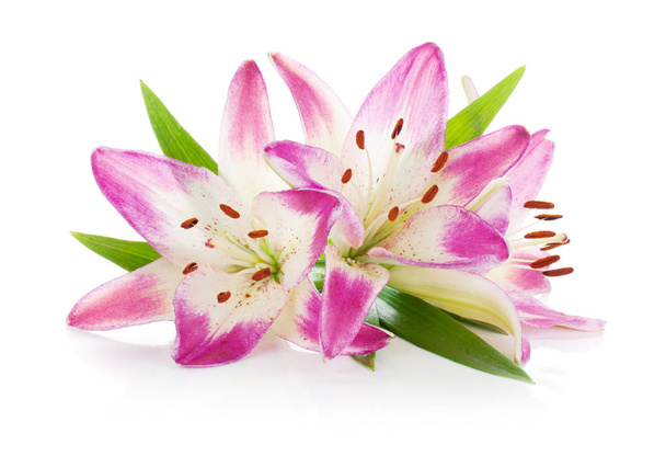 Kolme vaaleanpunaista liljan kukkia
 - Valokuva, kuva