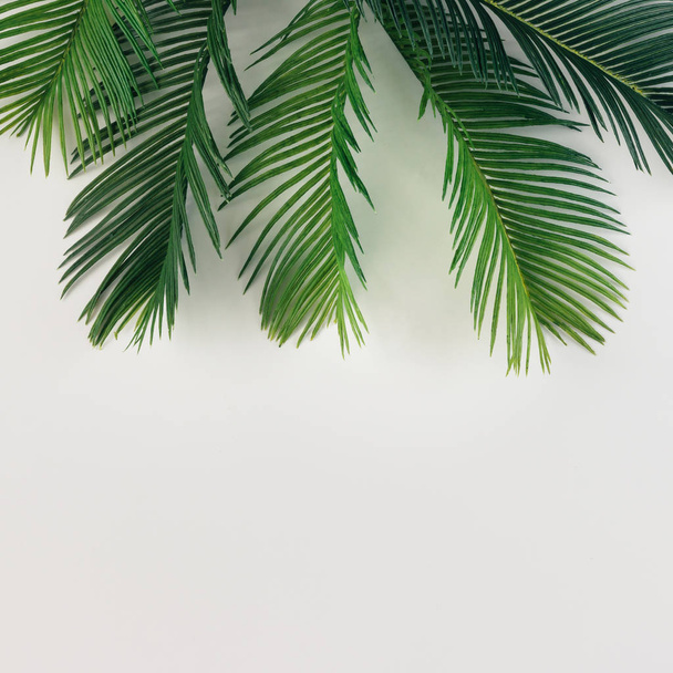 hojas de palma tropical - Foto, imagen