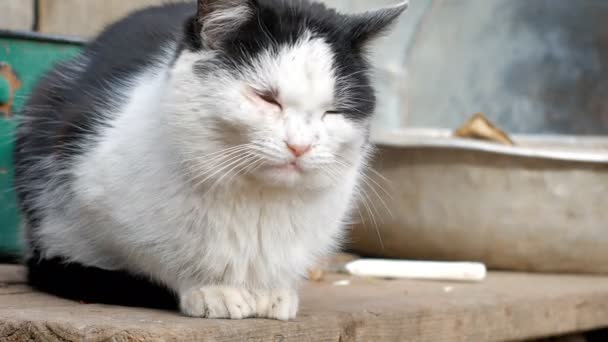 Παλιά ασπρόμαυρη γάτα κάθεται σκέφτεται - Πλάνα, βίντεο