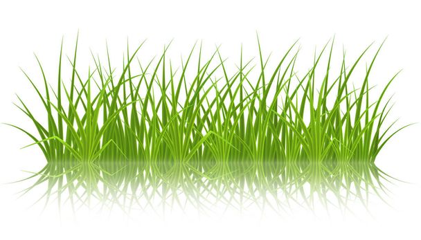 Vector hierba verde
 - Vector, imagen