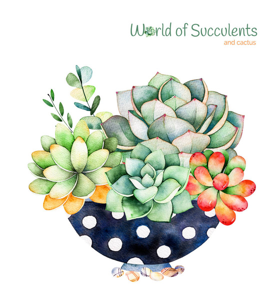 Ręcznie malowane akwarela succulent roślina  - Zdjęcie, obraz