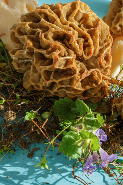 Mushrooms morels em uma chapa. Morchella
 - Foto, Imagem