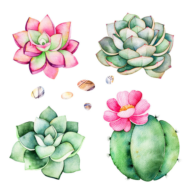 Watercolor collection with succulents plants,pebble stones - Photo, Image