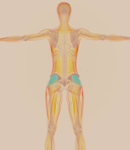Anatomisches Modell weiblicher Faszien lata - Foto, Bild