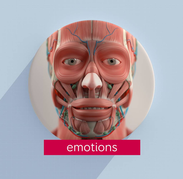 Human face anatomy model icon - Photo, Image