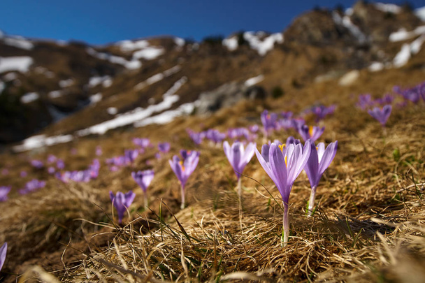 Crocus flowers on mountain - Фото, зображення