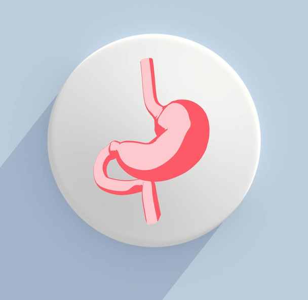 stomach anatomy model icon - Фото, изображение