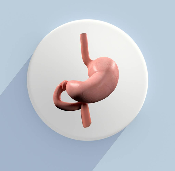 icono del modelo de anatomía estomacal
 - Foto, Imagen