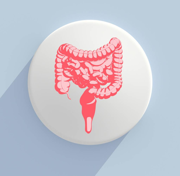 digestive system anatomy model icon - Photo, Image