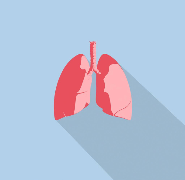 modelo de anatomía de los pulmones humanos icono
 - Foto, imagen
