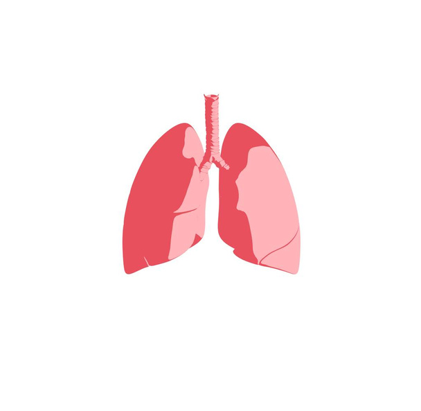 ανθρώπινους πνεύμονες ανατομία μοντέλο εικονίδιο - Φωτογραφία, εικόνα