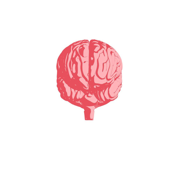 Human brain anatomy model icon - Photo, Image