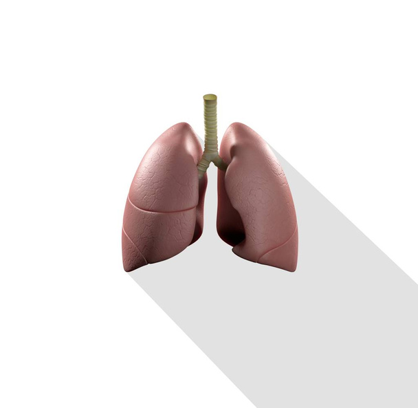 human lungs anatomy model icon - Photo, Image