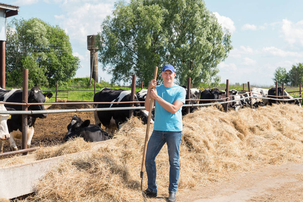 Agricoltore che lavora in azienda con vacche da latte
 - Foto, immagini