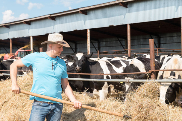 Μία αγρότισσα ταΐζει αγελάδες σε φάρμα - Φωτογραφία, εικόνα