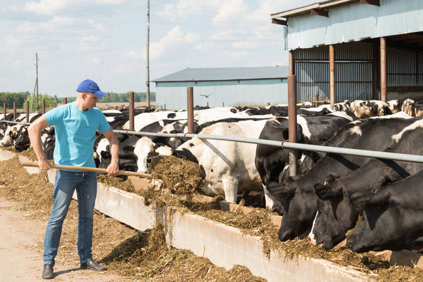 農家で乳牛の農場で働いて - 写真・画像