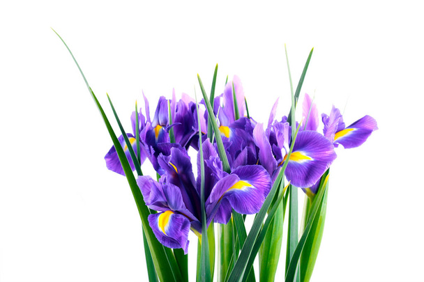 Purple iris flowers  - Foto, Imagem