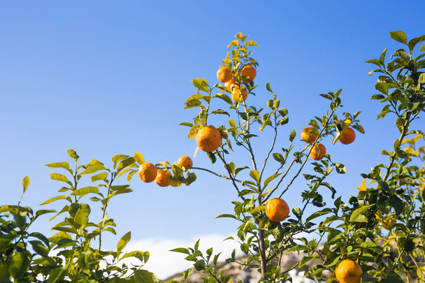 plantaciones de naranjos
 - Foto, Imagen