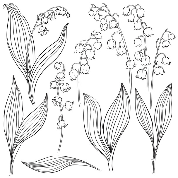 Lilies of valley flowers - Vektori, kuva