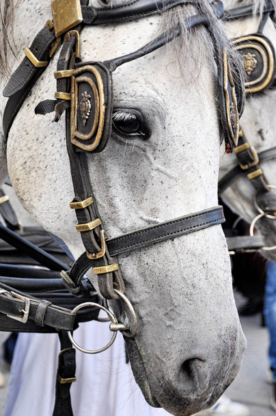 Zarif kostüm beyaz at başı yakın çekim - Fotoğraf, Görsel
