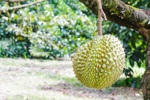 Verse Mon Thong of gouden kussen durian, koning van tropische vruchten, - Foto, afbeelding