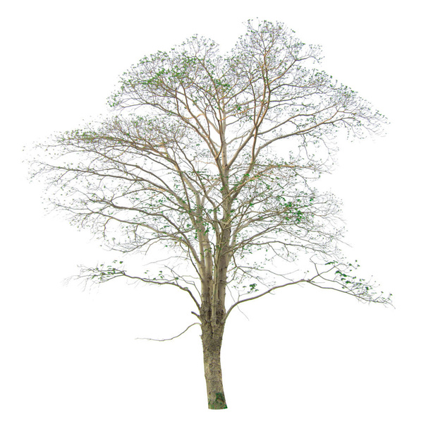 O galho da árvore isolado no fundo branco
 - Foto, Imagem