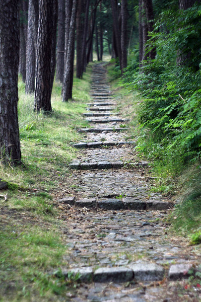 Caminho através da floresta mágica
 - Foto, Imagem