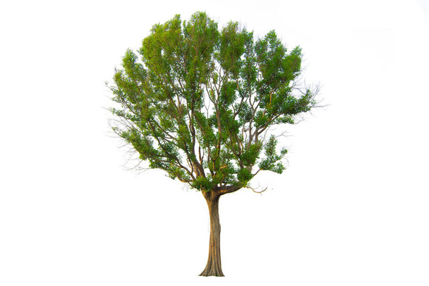 La rama del árbol aislada sobre fondo blanco
 - Foto, imagen