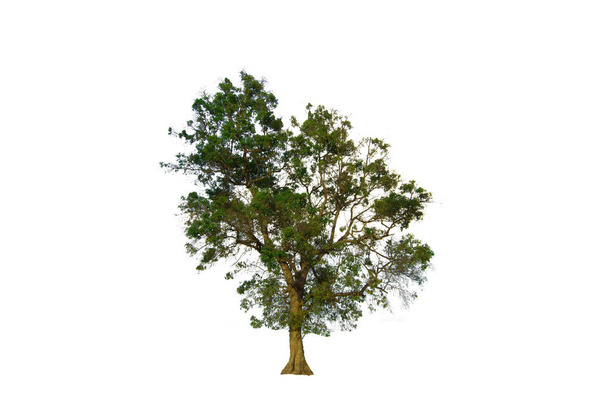 Il ramo dell'albero isolato su sfondo bianco
 - Foto, immagini