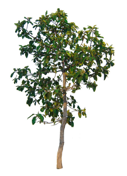 La rama del árbol aislada sobre fondo blanco
 - Foto, Imagen