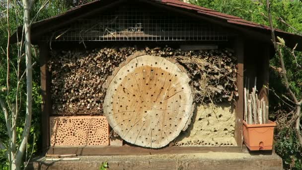Hotel de insectos con abejas macho Osmia bicornis volando alrededor
 - Imágenes, Vídeo
