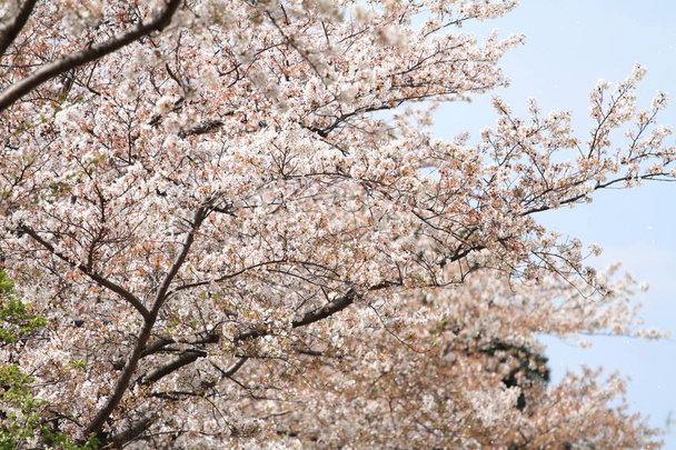 Wiśniowe kwiaty pod błękitnym niebem - Zdjęcie, obraz