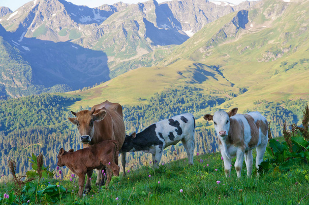 Cow with her calves for a walk on the Alpine meadows - Valokuva, kuva