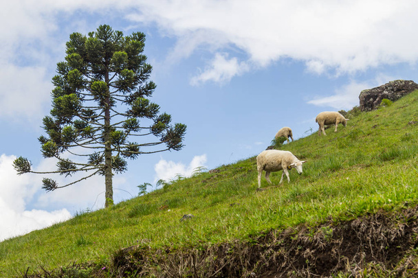 Pastoreo de ovejas en una granja
 - Foto, Imagen