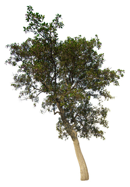 La rama del árbol aislada sobre fondo blanco
 - Foto, imagen
