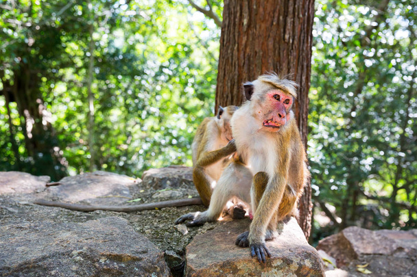Sri Lanka şirin küçük maymunlar - Fotoğraf, Görsel