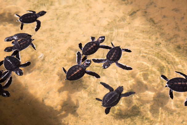 Newborn turtles in water - Foto, imagen