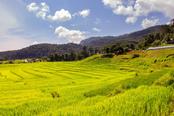 Zöld teraszos rizs mező Mae Klang Luang, Mae Chaem, Chiang Mai, Thaiföld - Fotó, kép