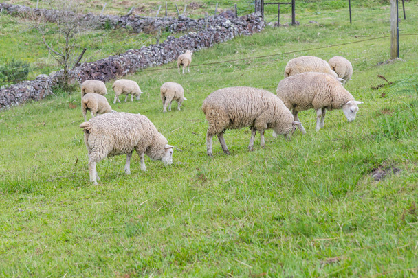 農場の羊の放牧 - 写真・画像